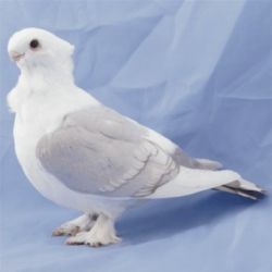 MEWKA ORIENTALNA4